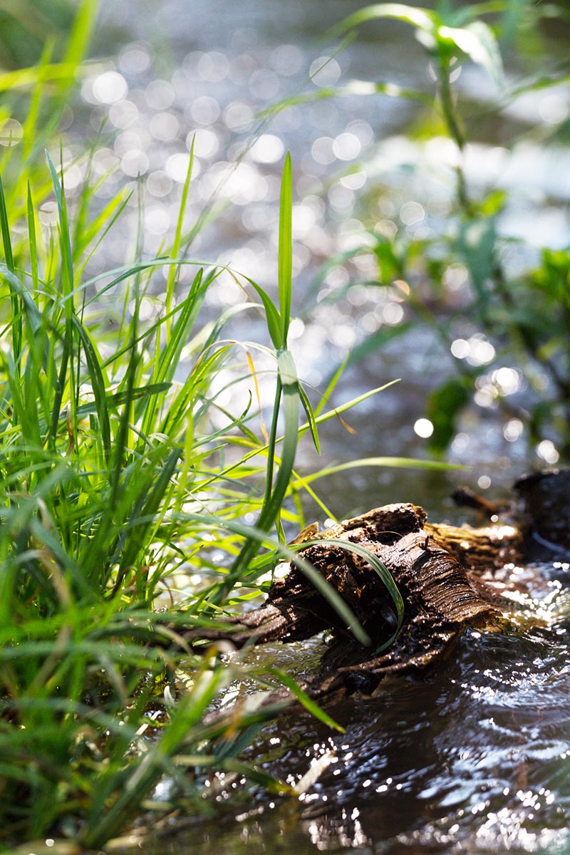 creek in a spring forest