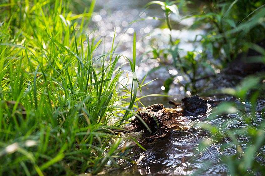 creek in a spring forest Bach fliesst durch eine Wiese